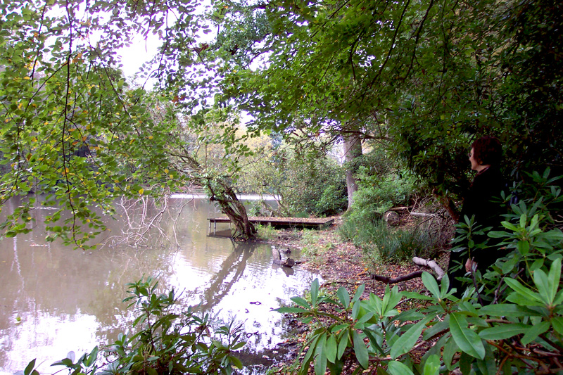 Rookfield pond in summer 2004